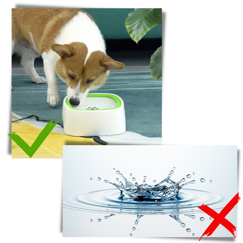 Bol d'eau flottant pour animaux