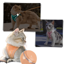 Ensemble harnais et laisse pour animaux