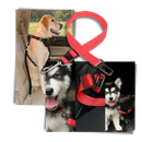 Ceinture de sécurité réglable pour chiens en voiture