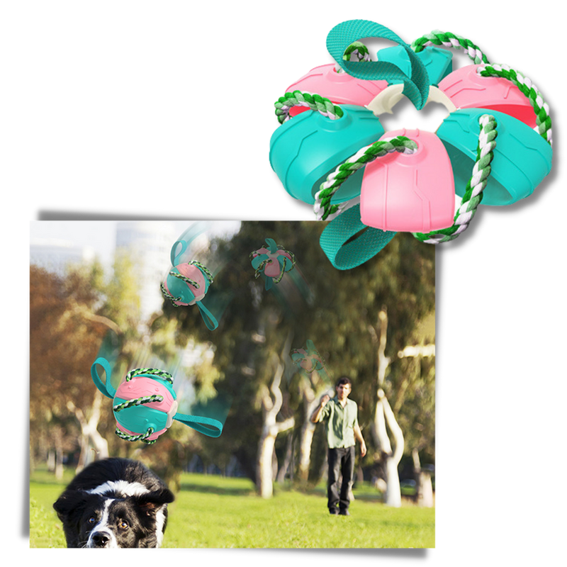 Ballon de frisbee pour chien