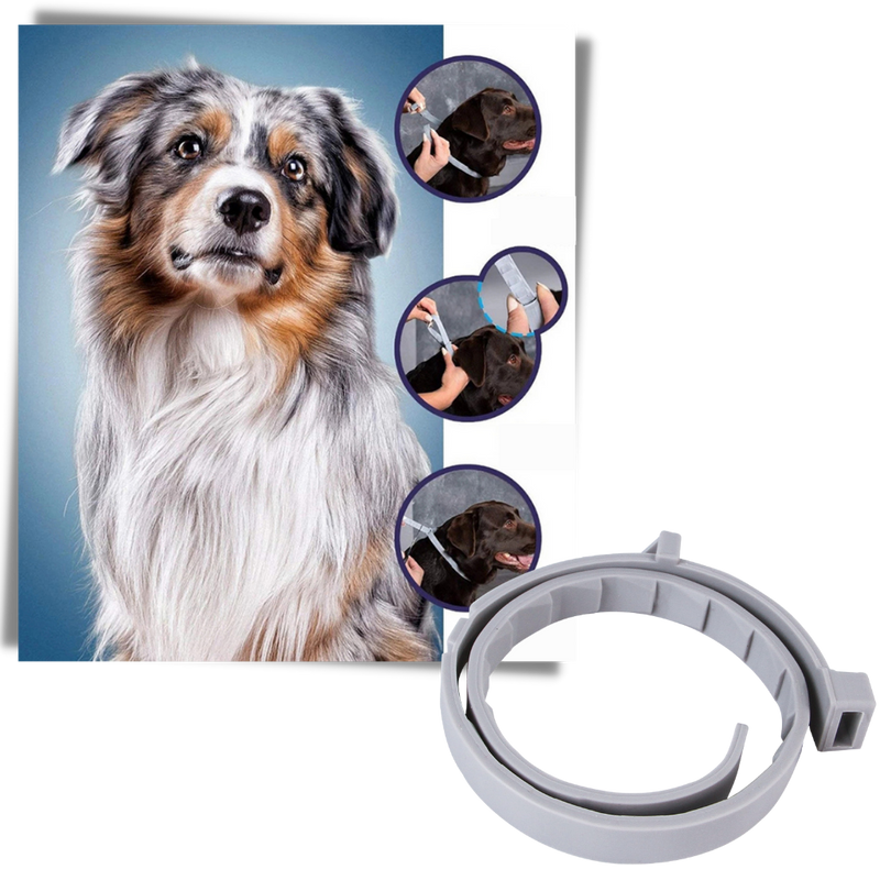 Collier anti-puces pour animaux de compagnie