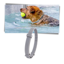 Collier anti-puces pour animaux de compagnie