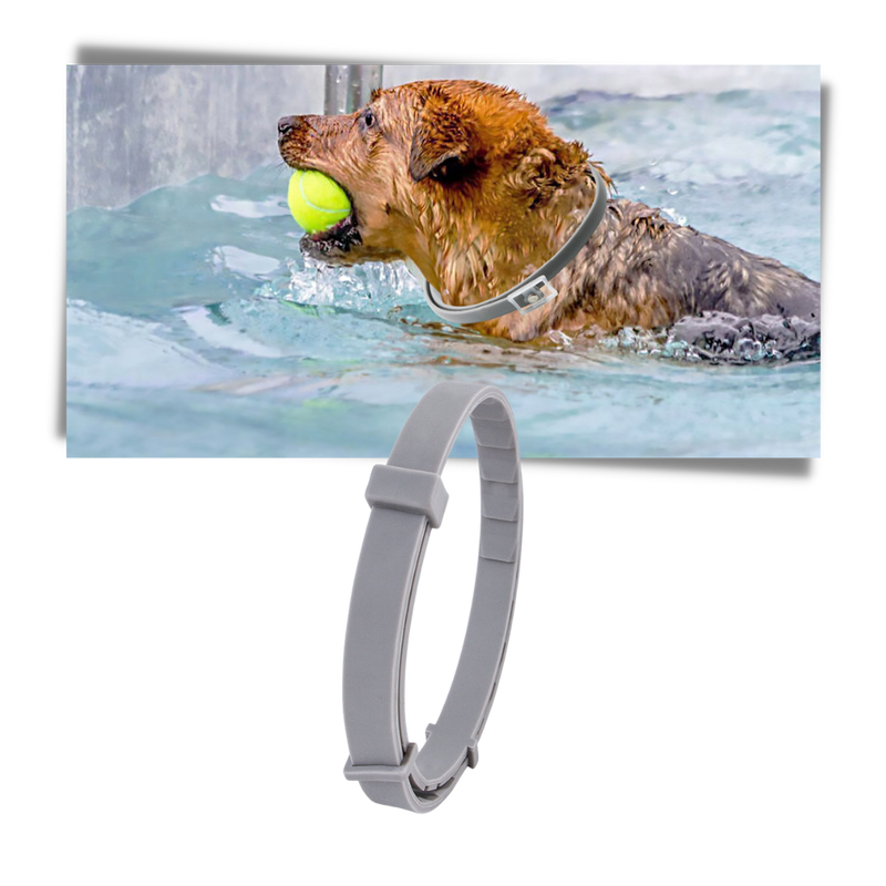 Collier anti-puces pour animaux de compagnie