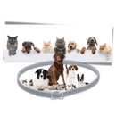 Collier anti-puces pour animaux de compagnie