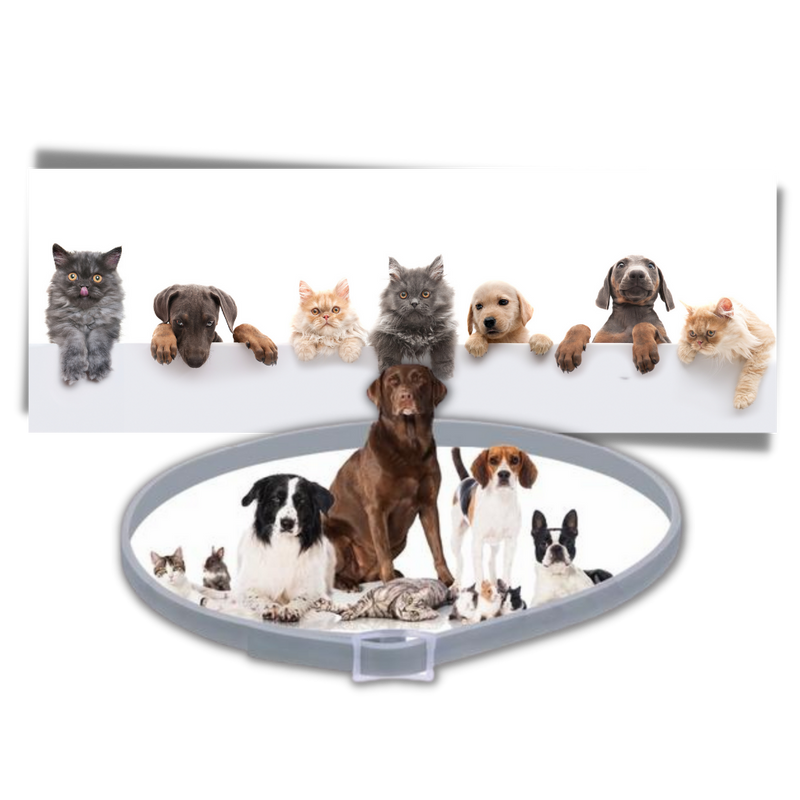 Collier anti-puces pour animaux de compagnie