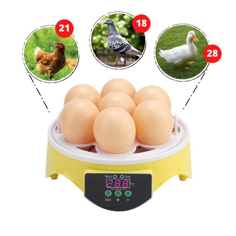 Mini incubateur automatique d'oeufs