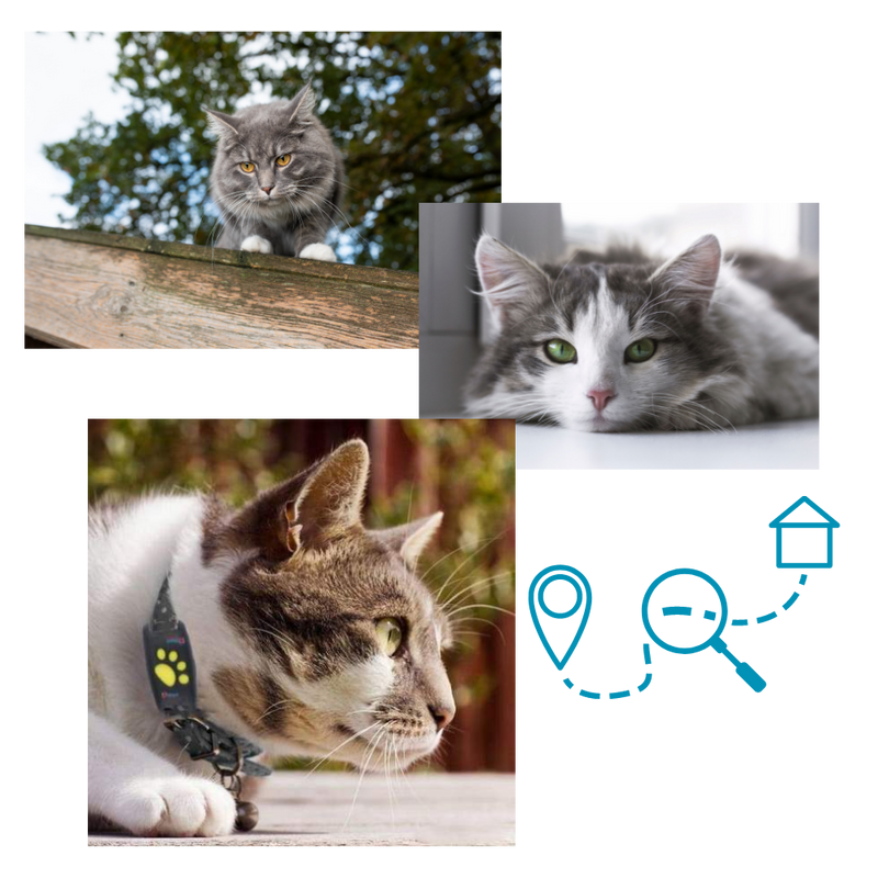 Collier de repérage GPS pour animaux de compagnie