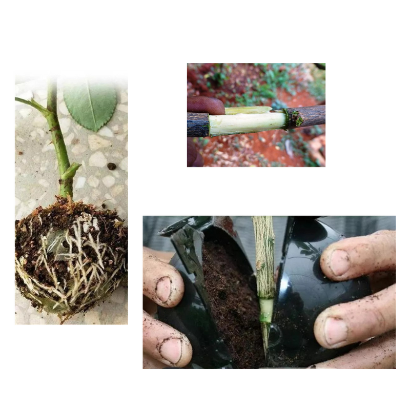 Lot de 3 boîtes à plantes pour la stratification de l'air