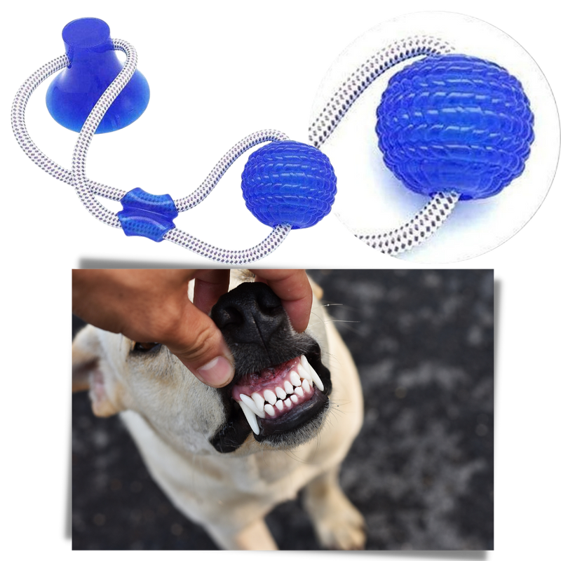 Balle avec ventouse pour chien