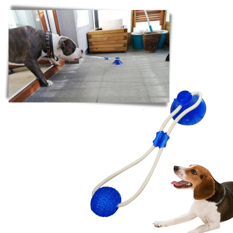 Balle avec ventouse pour chien