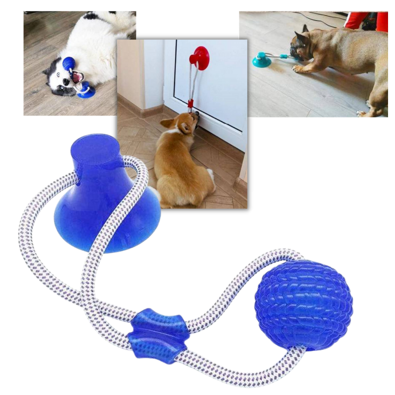 Balle avec ventouse pour chien