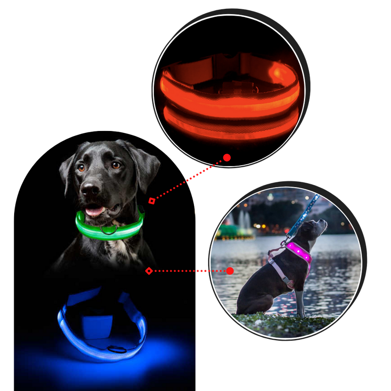 Collier lumineux pour animaux rechargeable par USB