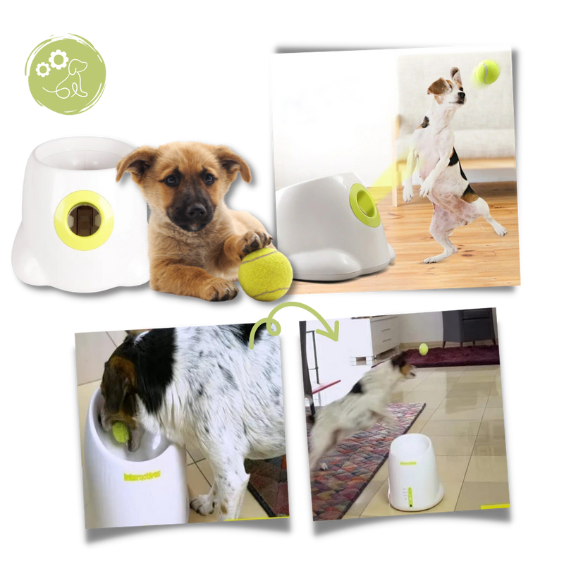 Lanceur de balles automatique  pour chiens