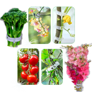 Support de plantes facile à clipser