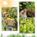 Support de plantes facile à clipser