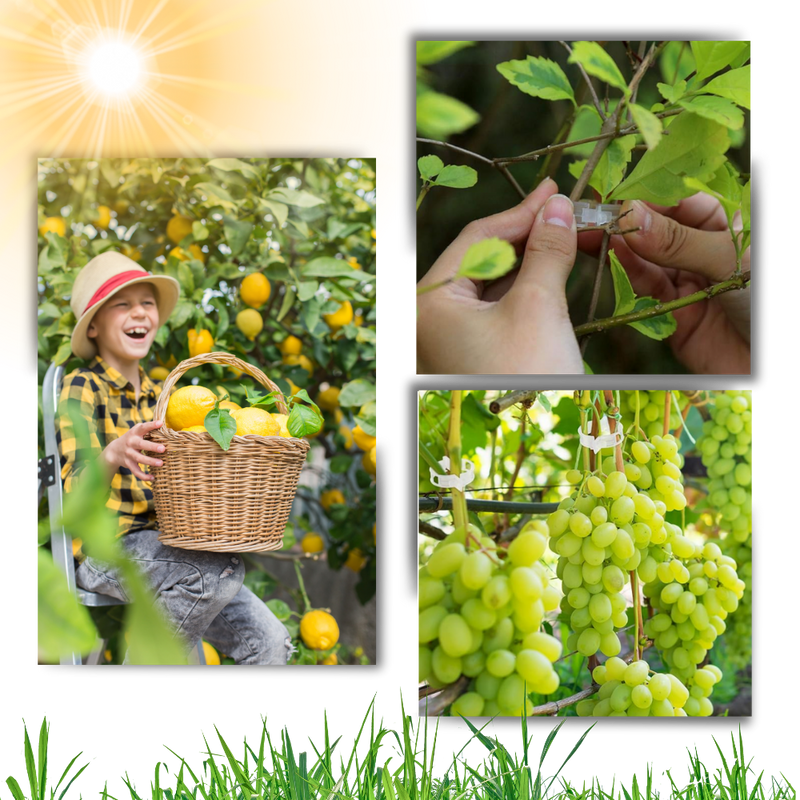 Support de plantes facile à clipser