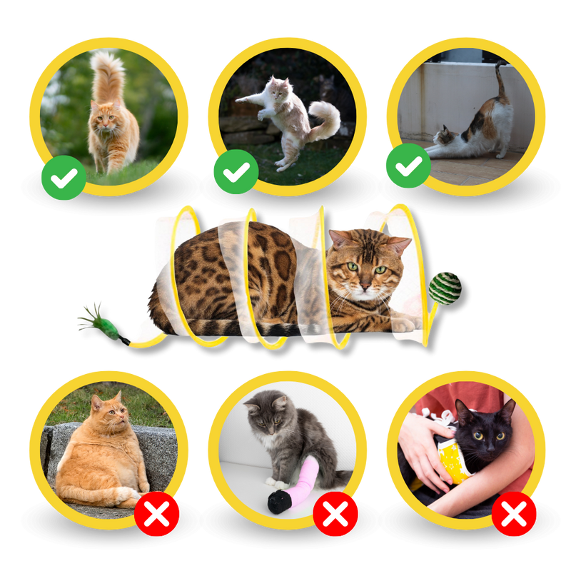 Tunnel compact interactif pour chats