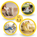 Tunnel compact interactif pour chats