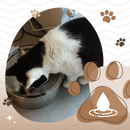 Fontaine pour chats à grande capacité