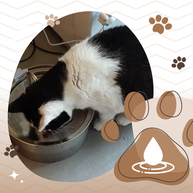 Fontaine pour chats à grande capacité