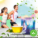 Thé Matcha Maté en poudre