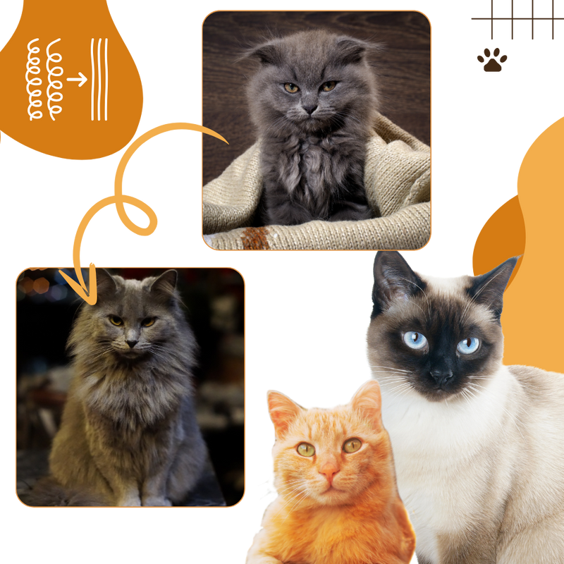 Brosse de toilettage multifonctions pour chats