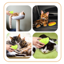 Brosse de toilettage multifonctions pour chats