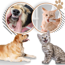 Gel de réparation buccale naturel pour animaux