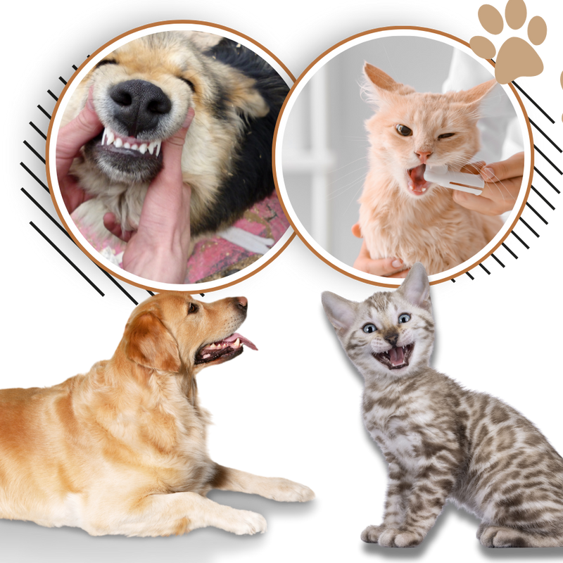 Gel de réparation buccale naturel pour animaux