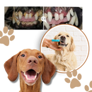 Gel de réparation buccale naturel pour animaux