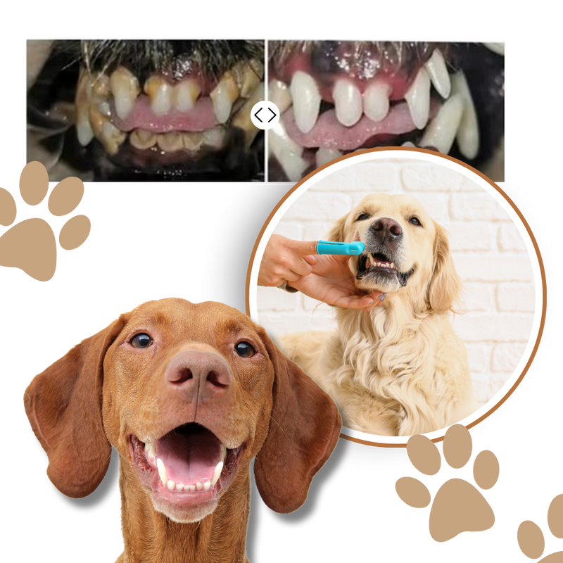 Gel de réparation buccale naturel pour animaux