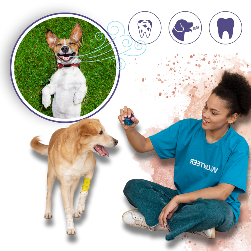 Gel de réparation buccale naturel pour animaux