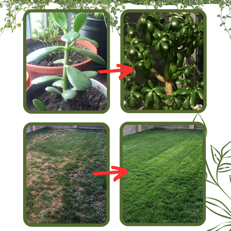 Activateur de sol à nutriments bio