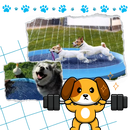 Pataugeoire portable pour chiens