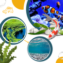 Produit anti-algues préventif pour aquarium