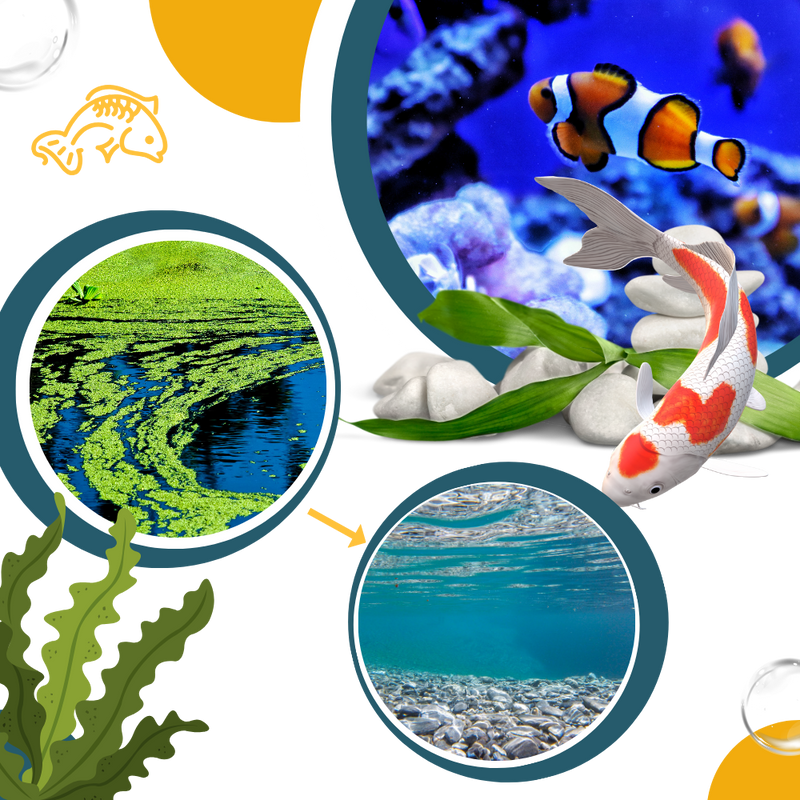 Produit anti-algues préventif pour aquarium