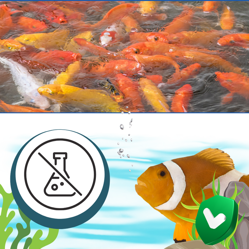 Produit anti-algues préventif pour aquarium