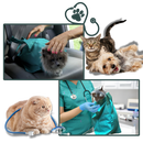 Sac de transport serein pour chat